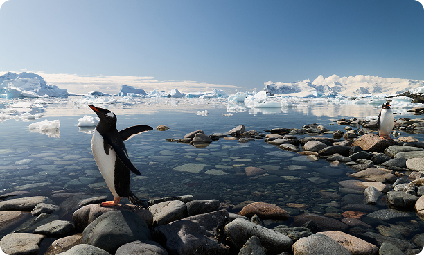 Penguins