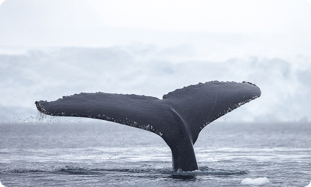 Whales