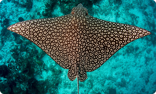 Spotted Eagle Rays