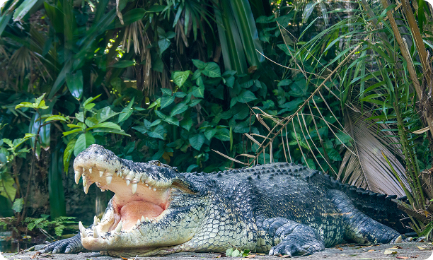 Saltwater Crocodile