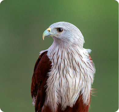 Brahminy Kite
