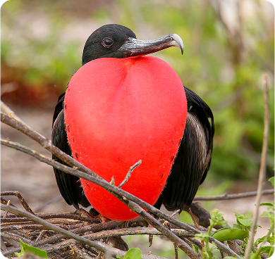 Frigatebirds