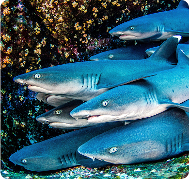 Whitetip Reef Shark