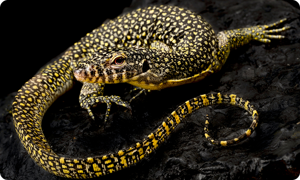 Mangrove Monitor