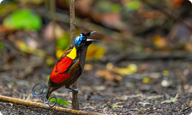 Wilson’s Bird of Paradise