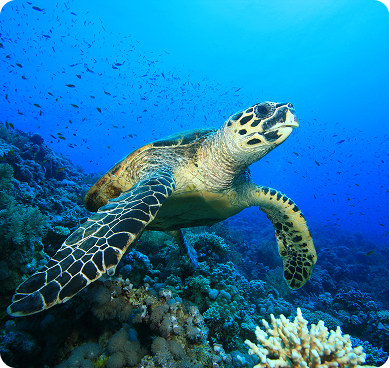 Hawksbill Turtle