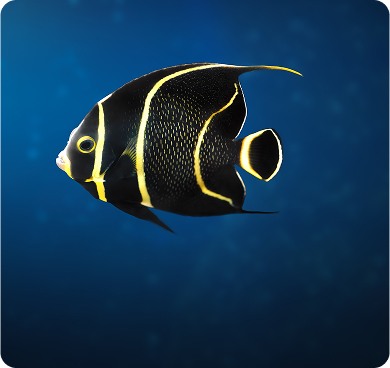 Angelfish