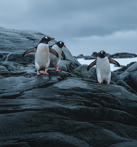 Antarctica