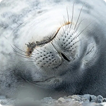 Witness wildlife